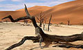 Древняя засуха в Африке подтолкнула эволюцию