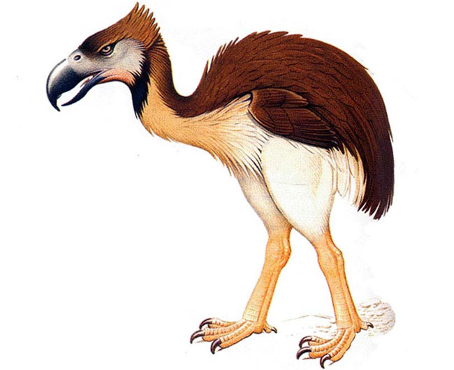 Phorusrhacus inflatus. Жили в раннем Миоцене, в Южной америке.
