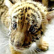 До сих пор южнокитайских тигров можно было встретить лишь в зоопарках (фото с сайта bbc.co.uk).
