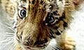 Впервые за десятилетия в природе замечен южнокитайский тигр