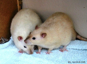 При всем различии между крысами и людьми эмоции у них контролируются одними и теми же химическими веществами. Фото © E.Sandford 2006 с сайта www.ratz.co.uk.