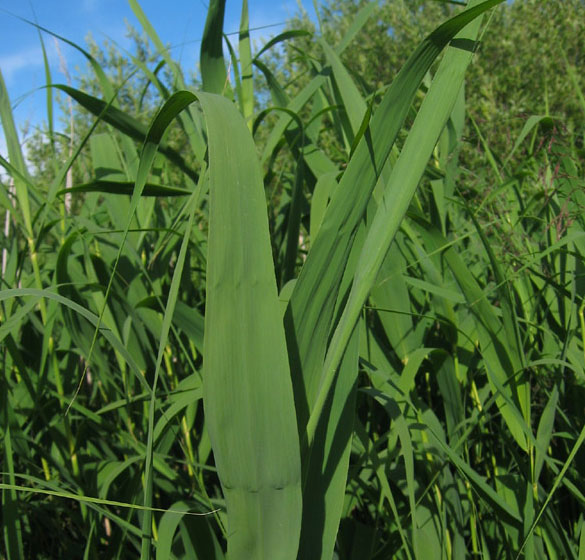 Phragmites australis