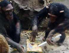 Шимпанзе не раз показывали свою сообразительность при добывании пищи (на снимке). Шимпанзе применяют инструменты и их наборы, изобретают, передают навыки между особями и группами. Теперь же выяснилось, что поведение шимпанзе похоже на человеческое и в ситуации с обменом различных предметов (фото Lewis Haughton).