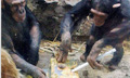 Шимпанзе раскрыли связь биологии и экономики