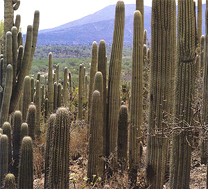 В растительных сообществах долины Теуакан (Центральная Мексика) доминируют крупные кактусы Neobuxbaumia tetetzo. А между ними располагаются кусты Mimosa luisana, которые были «нянями» для проростков этих самых кактусов. Но по ходу сукцессии кактусы начинают доминировать. Фото A. Valiente-Banuet из статьи Peter D. Moore. Desert delights: the cactus Neobuxbaumia tetetzo.