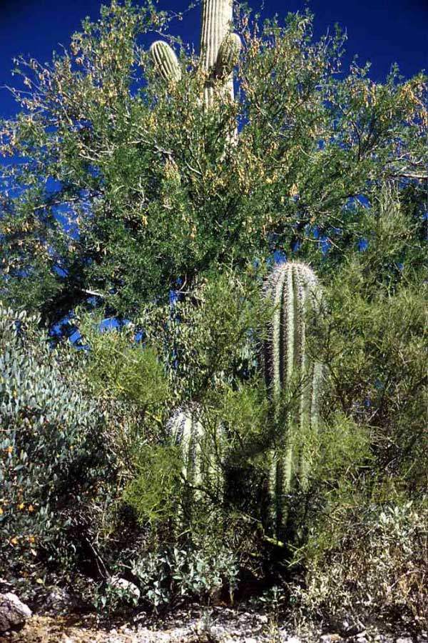 Целое скопление растений-нянь и их «подопечных» в Сонорской пустыне в Аризоне (район Тусонских гор). Железное дерево Olneya tesota своей кроной дало приют «зеленому дереву» Cercidium microphyllum (на переднем плане), а оно, в свою очередь, является няней для проростков кактуса сагуаро (Carnegia gigantea). Впрочем, скоро кактусы перерастут своих нянь. Фото с сайта www.desertmuseum.org.