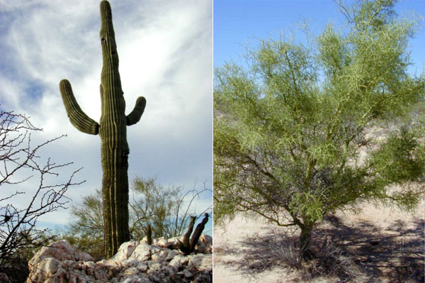 Гигантский кактус сагуаро Carnegia gigantea (слева) и его «няня» — «зеленое дерево» (palo verde, как зовут его мексиканцы) Cercidium microphyllum из семейства бобовых (справа). Оба снимка с сайта www.rancholobos.com.