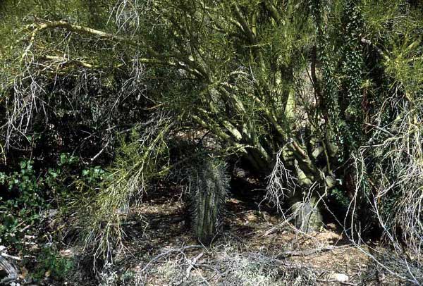 Молодой кактус сагуаро хорошо себя чувствует под ветвями своей «няни» — «зелёного дерева» Cercidium microphyllum (palo verde, как зовут его мексиканцы). Фото с сайта www.desertmuseum.org.