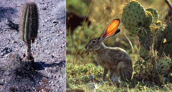 Слева: молодой кактус сагуаро вырос не под защитой «няни», а на открытом месте, и вот результат — снизу он весь объеден чернохвостым зайцем (Lepus californicus), помёт которого виден на переднем плане; вряд ли этот кактус выживет. Справа: чернохвостый заяц (Lepus californicus) не прочь полакомиться молодыми кактусами, особенно когда они не запрятались среди ветвей своей «няни». Фото с сайтов www.desertmuseum.org и animals.nationalgeographic.com.
