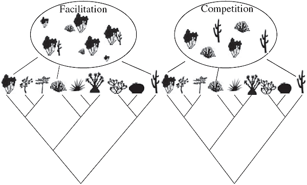 Схема двух механизмов поддержания филогенетического разнообразия сообществ. Слева «облегчение»: бок о бок произрастают растения-няни и опекаемые ими растения, относящиеся к неродственным группам. Справа «конкуренция»: в сообщество также входят неродственные виды, но происходит это потому, что существенно различаются их экологические ниши. Тип пространственного размещения растений разный в случае преобладания того или иного механизма. При «облегчении» (наличии растений-нянь) разные виды образуют совместные скопления. А в случае конкуренции они все как бы отодвинуты друг от друга (шахматное распределение). Из обсуждаемой статьи в Ecology Letters.