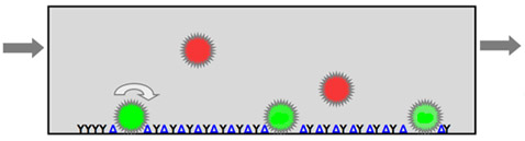 Принцип уничтожения раковых клеток (показаны зелёным) новым устройством: селектин (Y), замедляет клетки в кровотоке. Раковые клетки при этом попадают к стенке устройства, где вступают в контакт со специфической молекулой (синий треугольник), включающей в клетке апоптоз, в результате чего та погибает за 2-4 дня. Стрелками показан кровоток и перекатка клеток (иллюстрация с сайта rochester.edu).