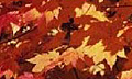 Установлены закономерности появления осенью красных листьев