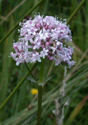 Валериана лекарственная (Valeriana officinalis) издавна пользуется уважением среди болящих. Собирают ее осенью, тогда она содержит наибольшее количество лечебных компонентов. Среди них валепотриаты, которые обладают хорошим седативным действием. Эти вещества, однако, крайне неустойчивы, поэтому седативный эффект валерьянки оказался под вопросом. Фото с сайта www.nature-diary.co.uk.