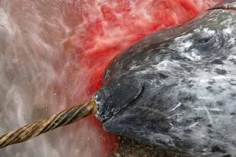 На морде мертвого нарвала будто застыла безмятежная улыбка. Эти китообразные — важная часть рациона инуитов. Фотограф Пол Никлен.