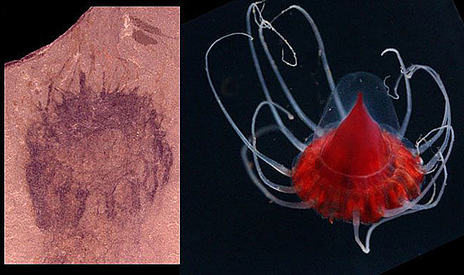Найдены отпечатки самых древних медуз