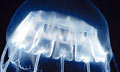 Найдены отпечатки самых древних медуз