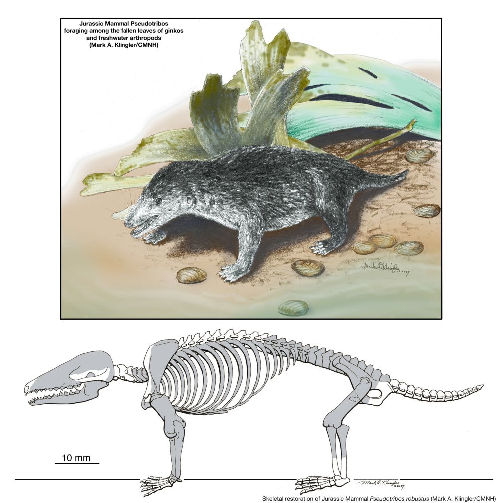 Палеонтологи обнаружили новое млекопитающее Юрского периода