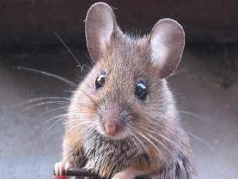 Ученые вывели трансгенных мышей повышенной прожорливости и плодовитости