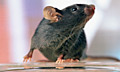 Японские ученые вывели мышей, которые не боятся кошек