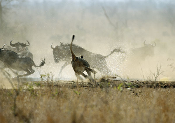 Львица нападает на группу антилоп гну (фото из популярного синопсиса к обсуждаемой статье в Nature).
