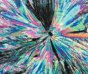 Кристаллы аскорбиновой кислоты под микроскопом. Фото М. Дэвидсона. Государственный университет Флориды, США.