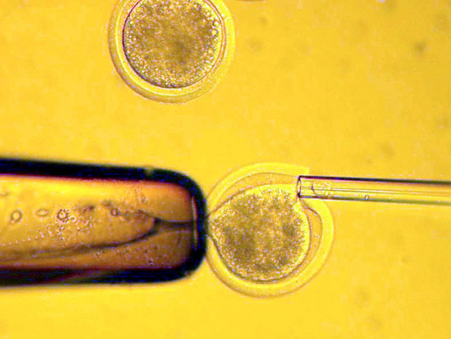 Ученые клонировали эмбрионы приматов