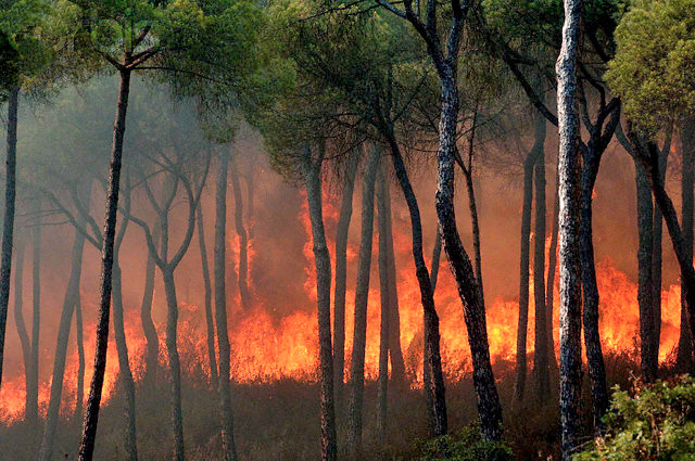 Лесные пожары стали настоящей проблемой во многих уголках планеты