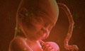 Эмбрионы от трех родителей
