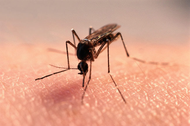 Ученые из Великобритании вывели комара-мутанта, устойчивого к паразитам-переносчикам малярии