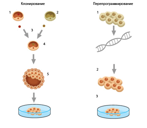 Различие между клонированием и перепрограммированием. Клонирование: 1) яйцеклетка, 2) клетка тела, 3) ядра клеток удаляются, 4) ядро клетки тела внедряется в яйцеклетку, 5) клонированная клетка становится эмбрионом, 6) стволовые клетки, полученные из эмбрионов. Перепрограммирование: 1) клетки кожи, 2) встроенные гены инициируют перепрограммирование клетки, 3) перепрограммированные клетки, похожие на стволовые клетки (иллюстрация с сайта bbc.co.uk).