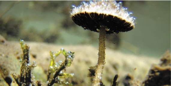 Новый вид грибов под названием Psathyrella aquatic. Биологи считают, что это первый шляпочный гриб, живущий под водой.
