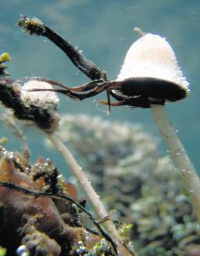 Новый вид грибов под названием Psathyrella aquatic. Биологи считают, что это первый шляпочный гриб, живущий под водой.