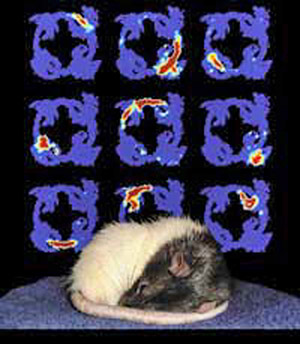 Теперь уже можно считать доказанным, что во сне крысы, как и люди, заново переживают дневные события. На заднем плане — изображения спящего крысиного мозга, полученные при помощи магнитно-резонансной томографии. 