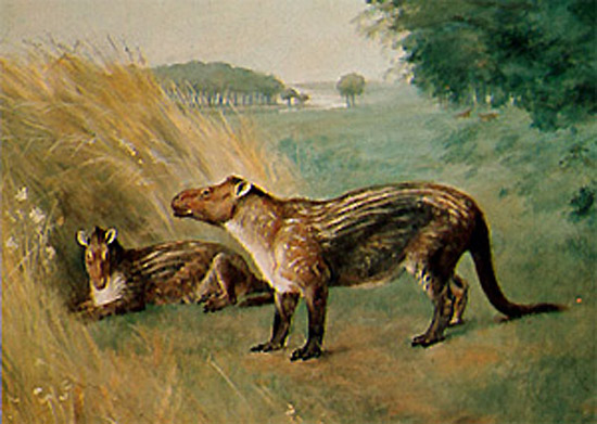 Фенакодус (Phenacodus) — один из поздних представителей кондиляртр, живший в эоценовую эпоху (56–40 млн лет назад). Картина Чарльза Найта (Charles R. Knight), 1898 г. Изображение с сайта cache.eb.com