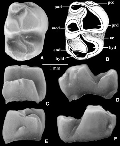 Зуб Kharmerungulatum vanvaleni. Изображение из обсуждаемой статьи в Science