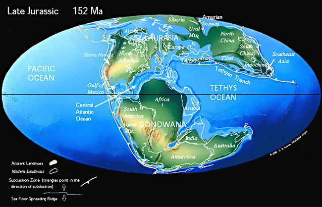В конце юрского периода (152 млн лет назад) Пангея уже раскололась (начал формироваться Атлантический океан, отмеченный стрелкой), но еще существовал суперконтинент Гондвана, впоследствии расколовшийся на Африку, Индию, Австралию, Антарктиду и Южную Америку. Рис. с сайта www.scotese.com