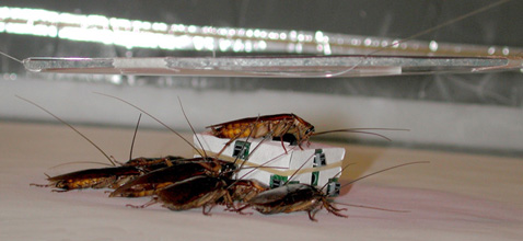 И вот доказательство — тараканы поверили шпиону (фото с сайта leurre.ulb.ac.be).