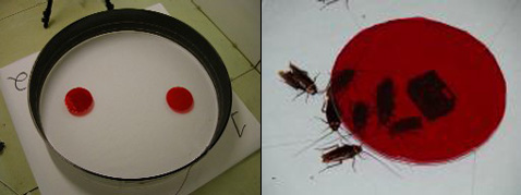 Из двух убежищ тараканы в конечном счёте выбрали то, где находился робот (фото с сайта leurre.ulb.ac.be).