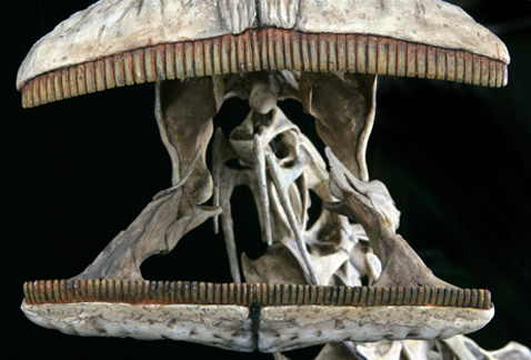 В среднем эти зубы по размеру были махонькие — примерно как резцы ребёнка (фото Mike Hettwer).