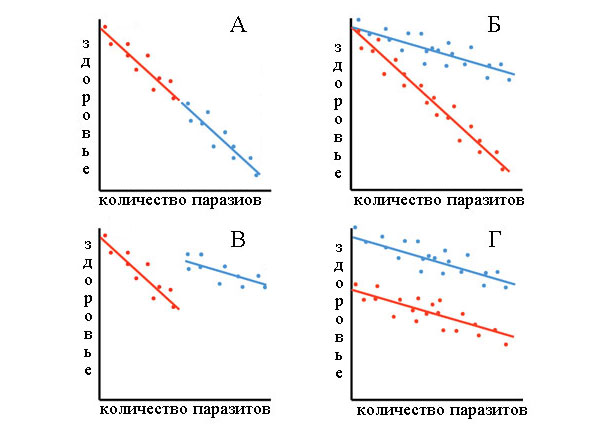 На рисунке синим и красным цветом показаны два организма с разными генотипами. А — для синего и красного генотипов характерна одинаковая устойчивость (угол наклона одинаковый), но разная сопротивляемость: у красного сопротивляемость больше, так как в крови оказывается меньше паразитов. Б — сопротивляемость синего и красного одинаковая (примерно равное количество паразитов в крови), зато у синего выше устойчивость. В — у синего ниже сопротивляемость, зато выше устойчивость. Г — и сопротивляемость, и устойчивость организмов одинаковые, но у них различаются начальные показатели здоровья: синий здоровее красного. (Рис. из обсуждаемой статьи в Science)
