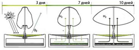 Примерно по такой схеме предлагается мучить водоросли, чтобы добывать из них водород. Весь процесс, как видите, занимает каких-то десять дней (фото с сайта bldgblog.blogspot.com).