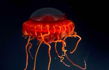 Красная медуза из рода Atolla.