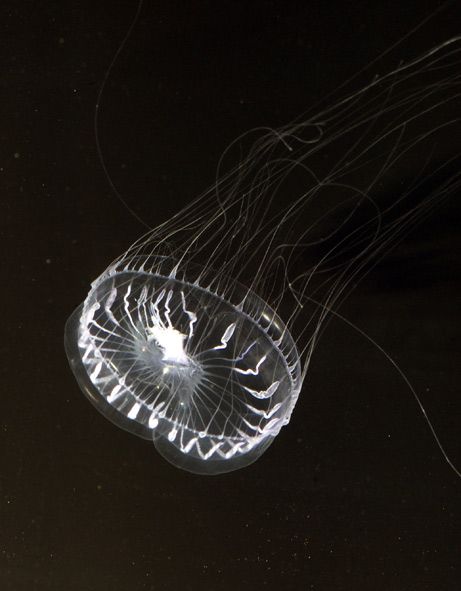 Полупрозрачная медуза из рода Aequorea.