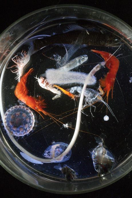 Ученые отобрали для изучения несколько видов, в том числе, несколько медуз, рыбу-лампу, угря, две оранжевых креветки и медузообразное животное под названием pyrosome.